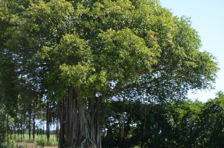 о. Маврикий, отель Constance Belle Mare Plage 5*