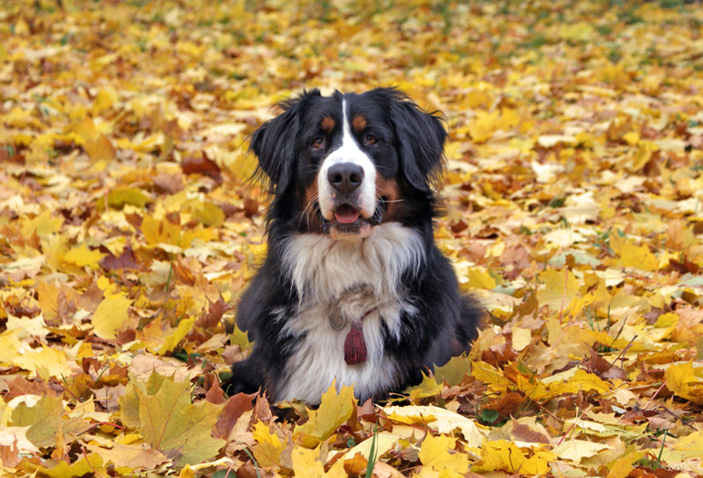 Выбираем победителя осеннего фотоконкурса!