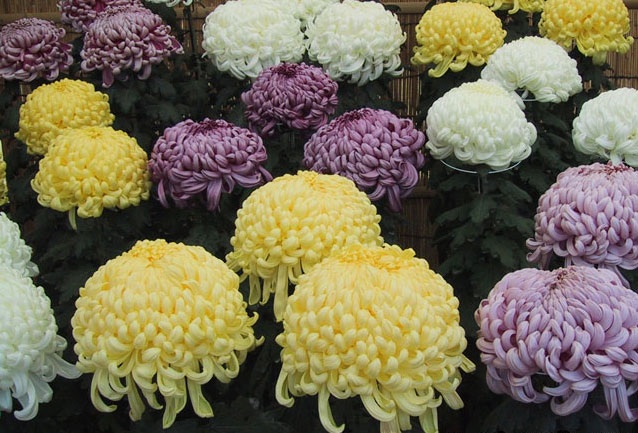 Как называется сорт хризантем ???