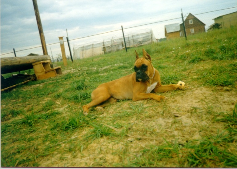 в память о моей любимой первой собаке