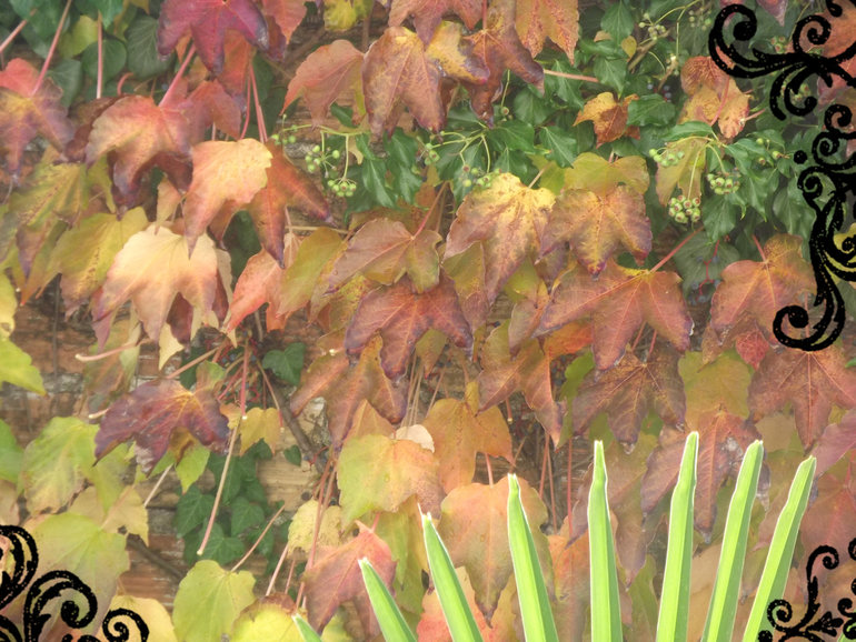 Болезнь листьев