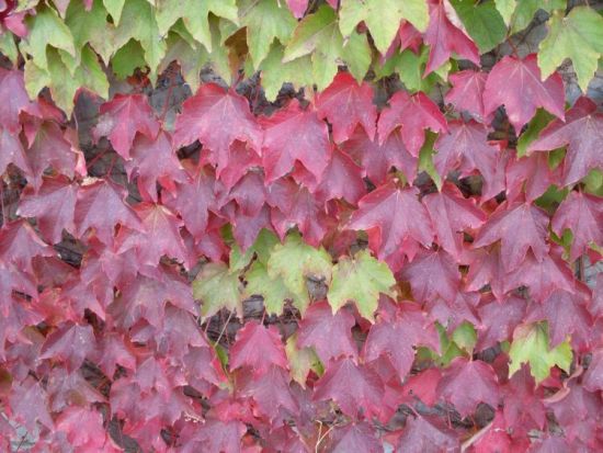 Болезнь листьев