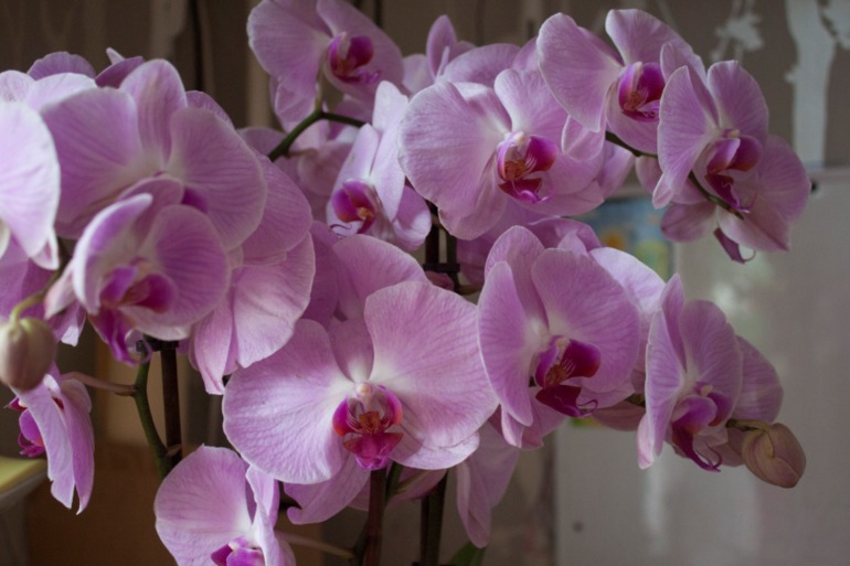 моя орхидейка...