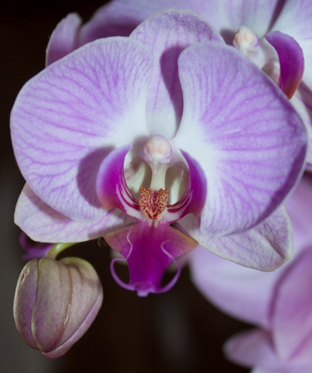 моя орхидейка...