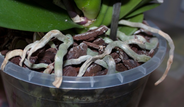 листья скручиваются