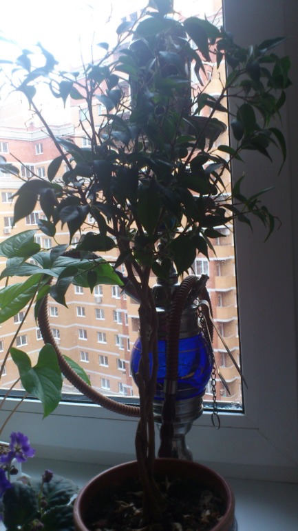 Ну и я похвастаюсь))