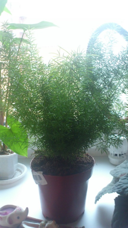 Мои новички