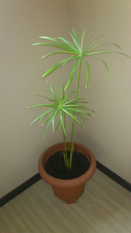 Ну и я похвастаюсь))