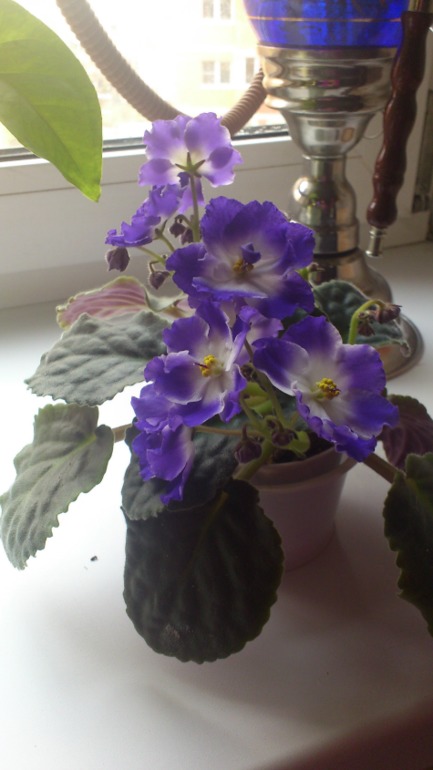 Ну и я похвастаюсь))