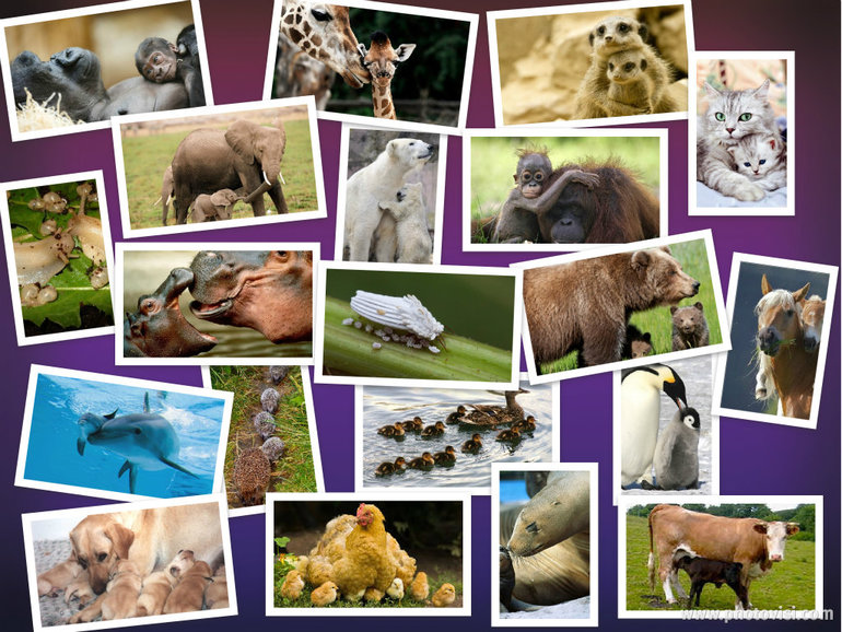 Ко Дню Матери