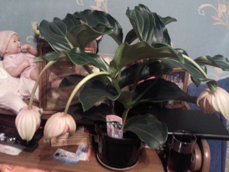 Новый житель.