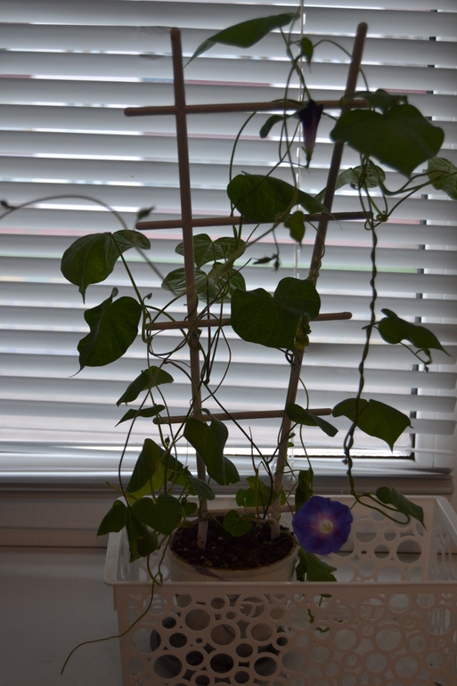 Посадила дочка цветочек