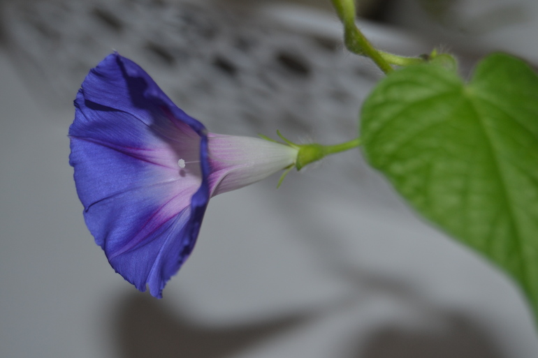 Посадила дочка цветочек