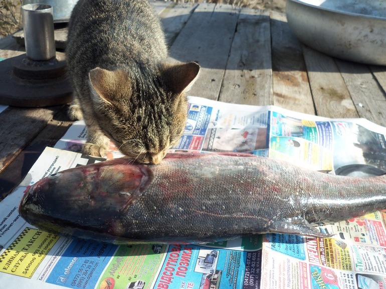 Что нашёл то и моё