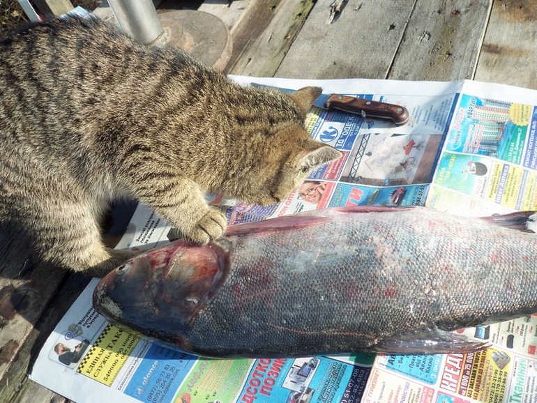 Что нашёл то и моё