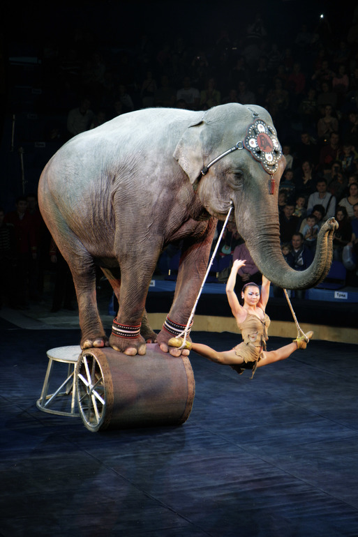 Цирк огромных зверей в Сокольниках. Отзыв)))