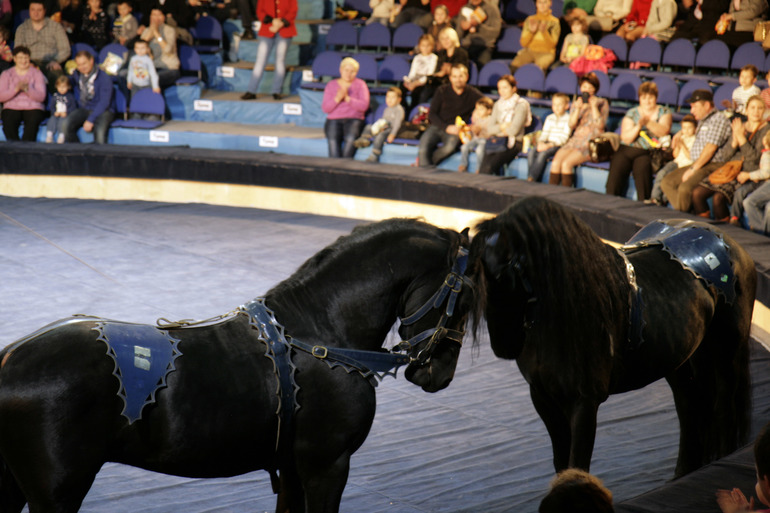 Цирк огромных зверей в Сокольниках. Отзыв)))