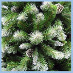 Кто еще не успел купить елочку?