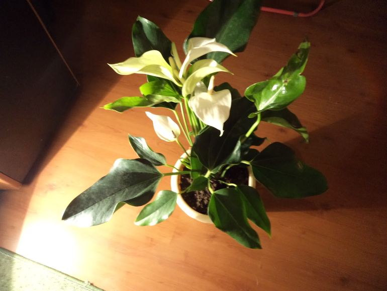 Мои жильцы!!!