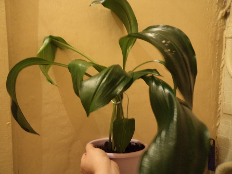 Мои новички!!!