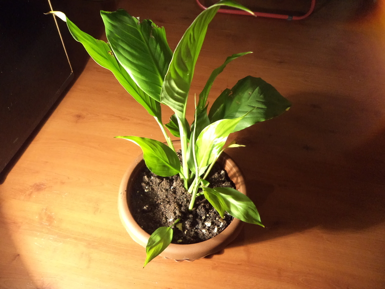 Мои жильцы!!!