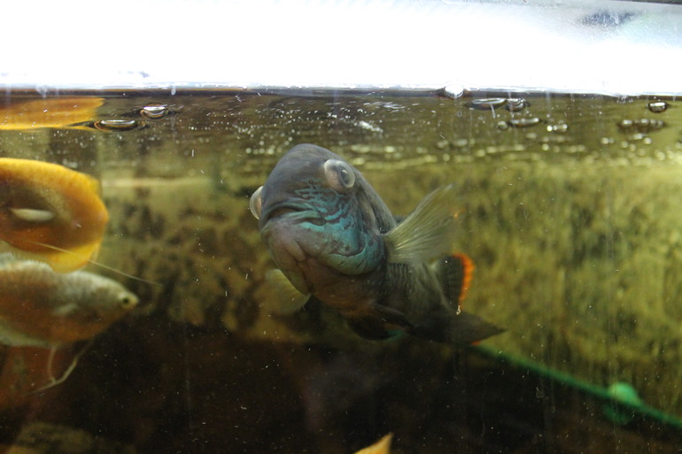 Рыбка Акара, проблемы с глазами.((