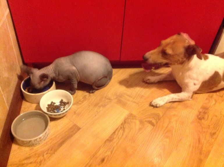 Его величество Анубис.