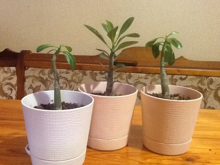 Мои мученики ...