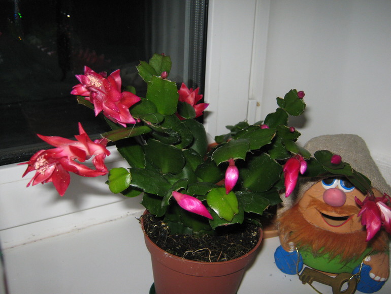 моя красавица шлюмпочка (декабрист)