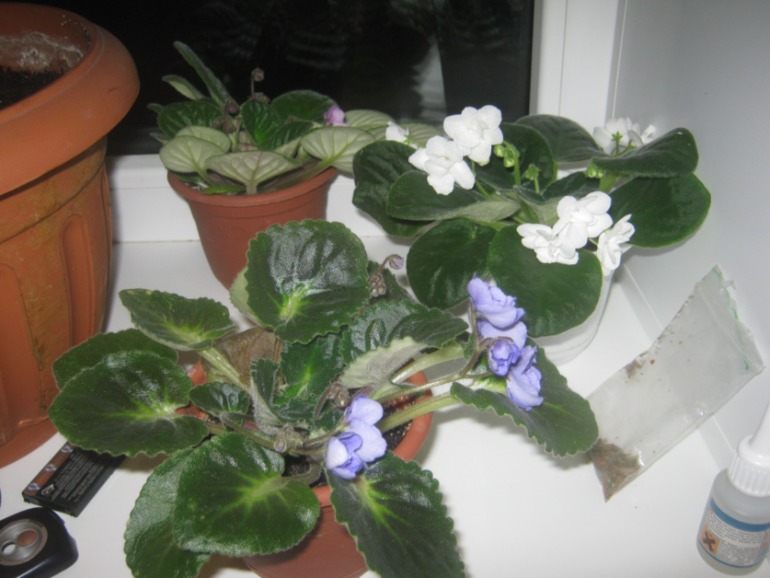 Девочки- фиалководы с опытом подскажите?