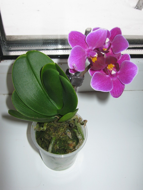 моя многострадалица меня удивила!