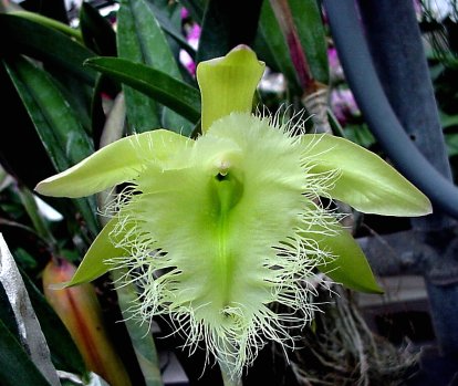 как бы я хотела каждую из таких...