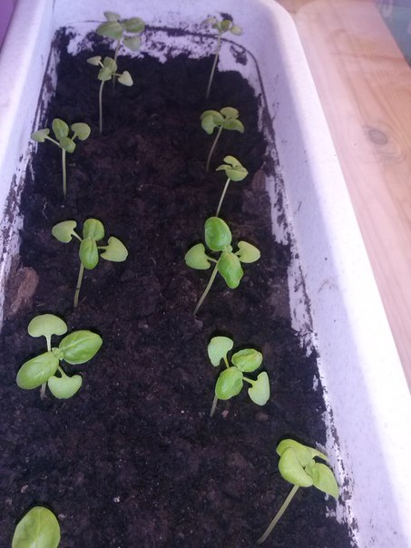 Базилик, быть или не быть(((