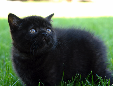 Шотландские котята.