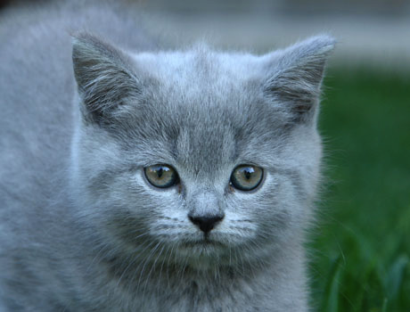 Шотландские котята.