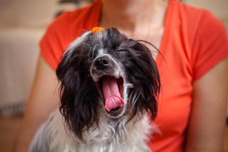 Просто покажемся- Барбариска :) Китайская хохлатая