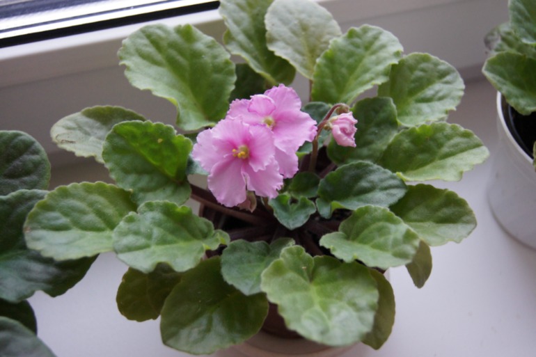 Мои фиалочки