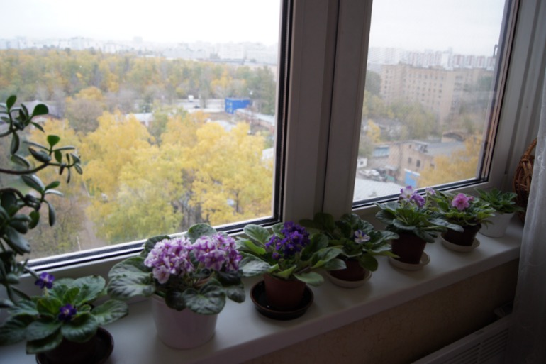 Мои фиалочки