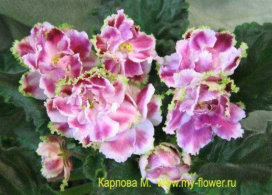 Девочки, заберите СРОЧНО!! детки и листики фиалок. Бабушкинская. ОБНОВИЛА ПОСТ 04.10