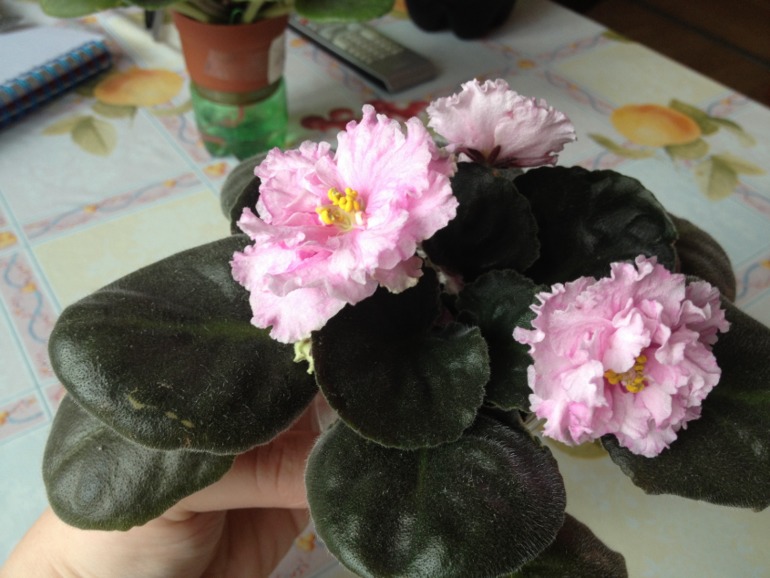 Цветут мои фиалочки.