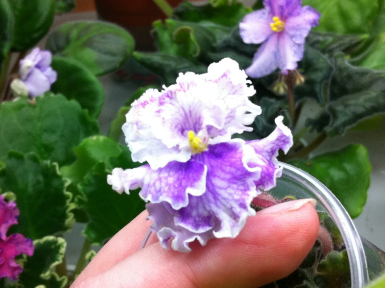 Цветут мои фиалочки.