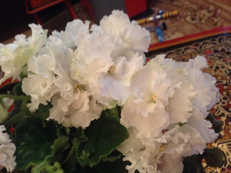 Цветут мои фиалочки.