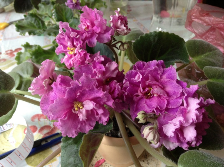 Цветут мои фиалочки.