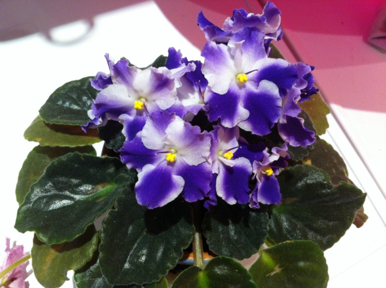 Цветут мои фиалочки.