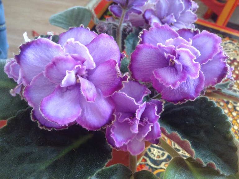 Цветут мои фиалочки.