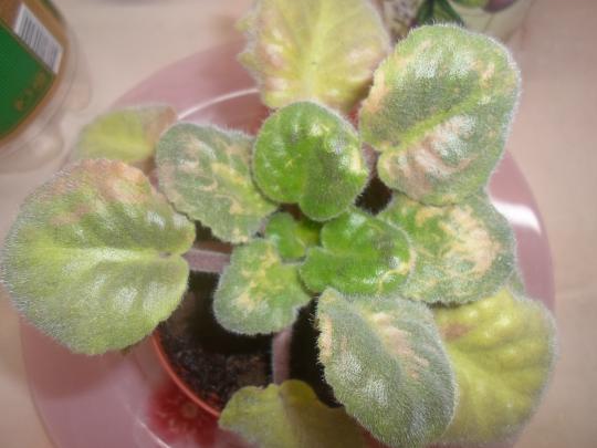 Спасение фиалки)