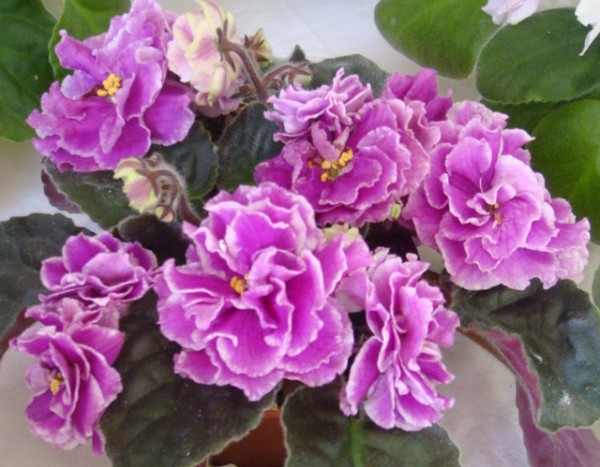 Девочки, заберите СРОЧНО!! детки и листики фиалок. Бабушкинская. ОБНОВИЛА ПОСТ 04.10