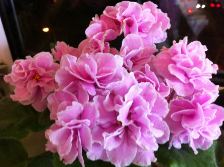 Спасение фиалки)