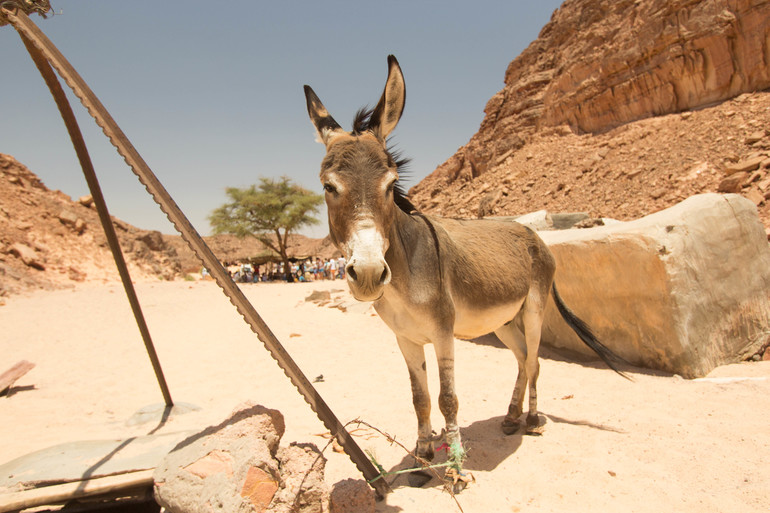 Египетская жара