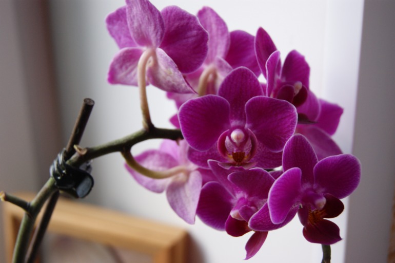 Мои любимки))